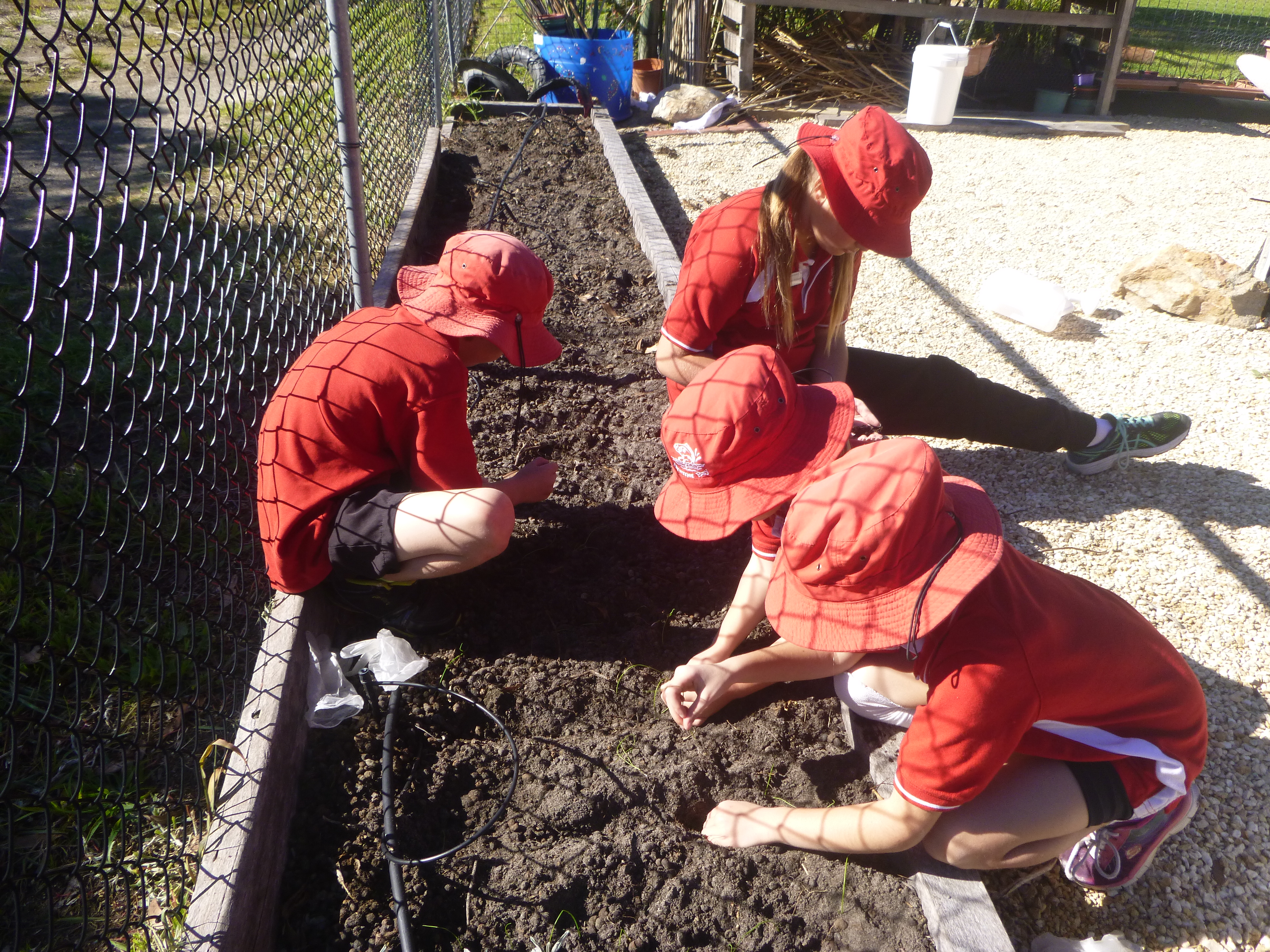 Planting a new crop in the school garden!